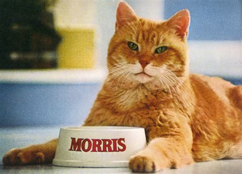 Morris o casino gato